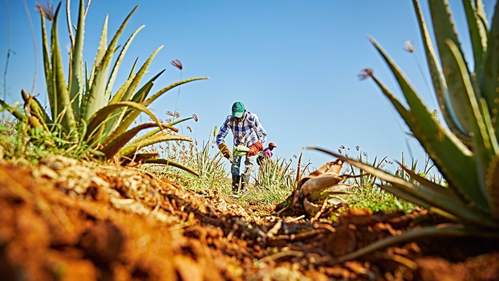 Aloe vera-planten – en alsidig plante