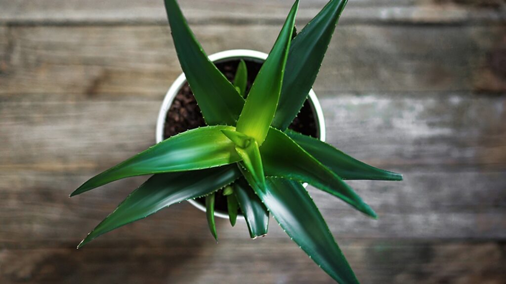 Dyrk Aloe vera derhjemme