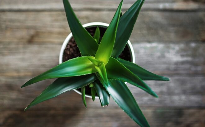 Dyrk Aloe vera derhjemme